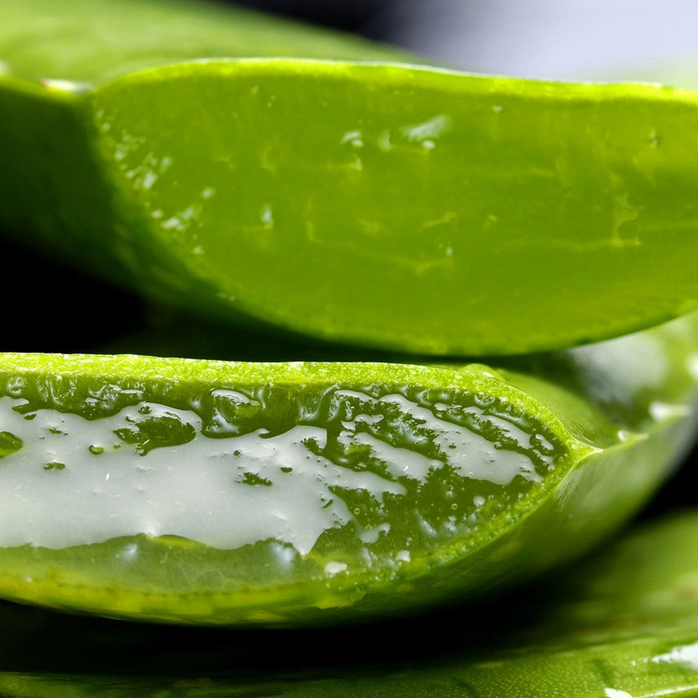 Close-up of green aloe vera leaves with gel visible
