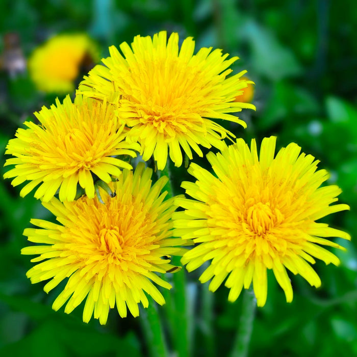 Four bright yellow dandelions with a blurred green background