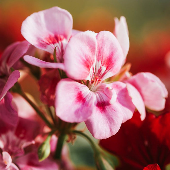 Close-up of geranium flowers with a blurred background