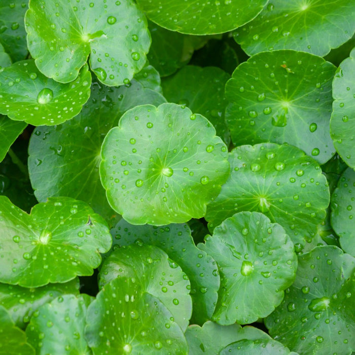 Close-up of green gotu kola leaves with water droplets
