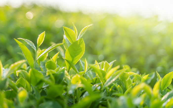 Close-up of green tea leaves in a field