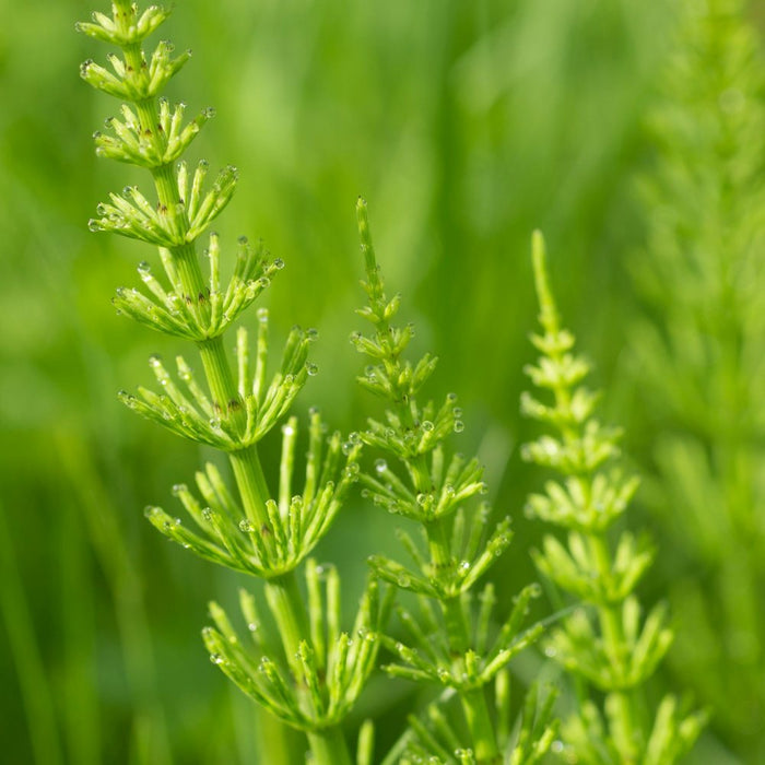 Close-up of horsetail plant with water droplets on a blurred green background