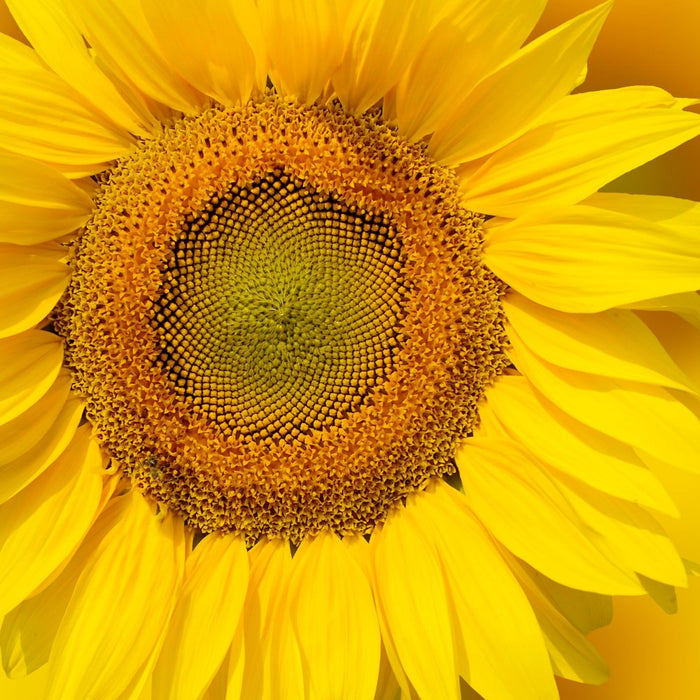 Close-up of a bright yellow sunflower with a detailed center representing sunflower oil