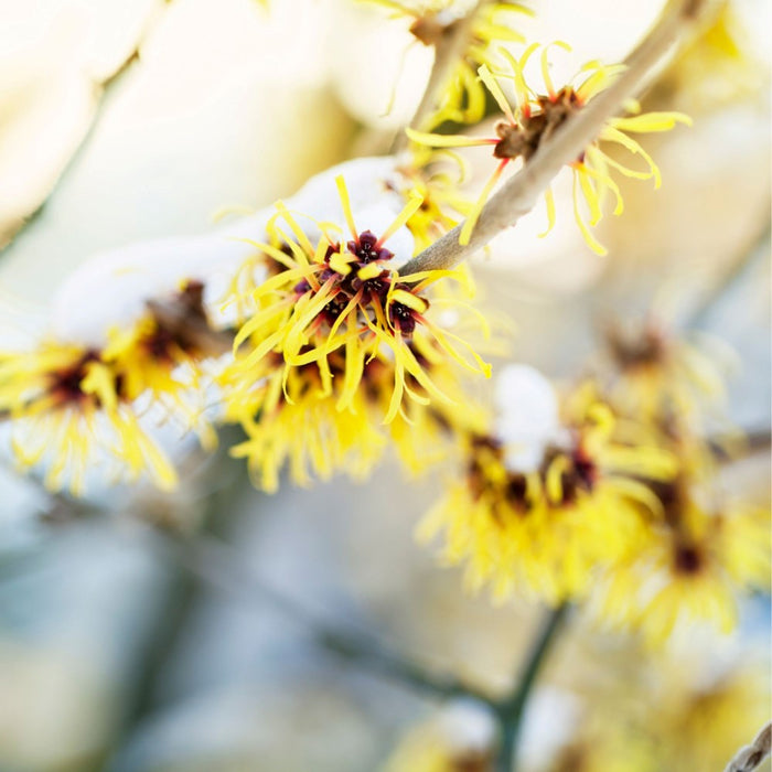 Close-up of yellow witch hazel flowers on a branch with a blurred background